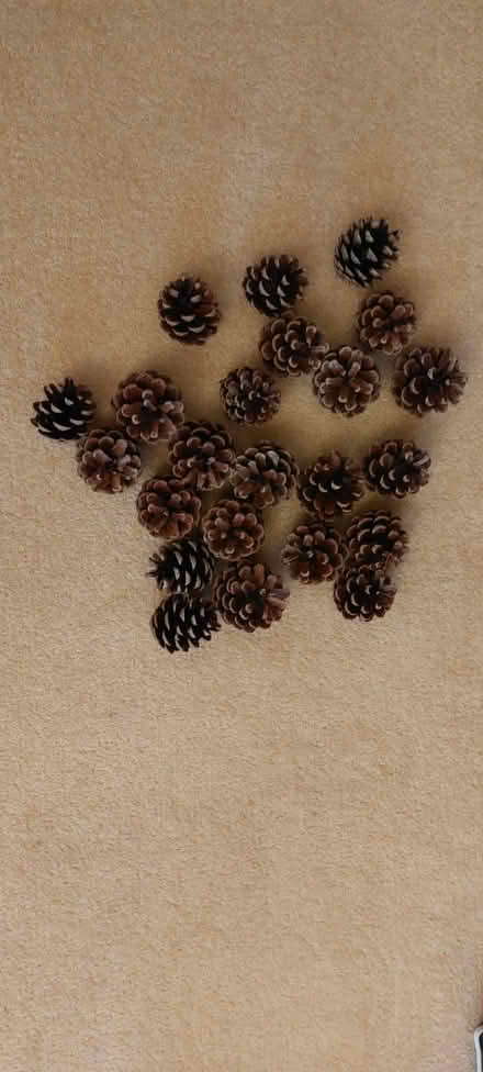 Photo of free A bag of fir cones for Christmas crafts (Sutton Coldfield B73) #1