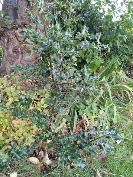 Photo of free Holly bushes x2 (Ecclesall, S11) #1