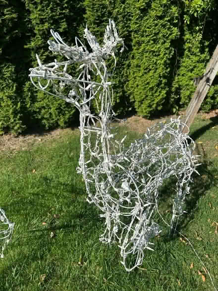 Photo of free 2 free reindeer (Artondale/Cromwell) #3