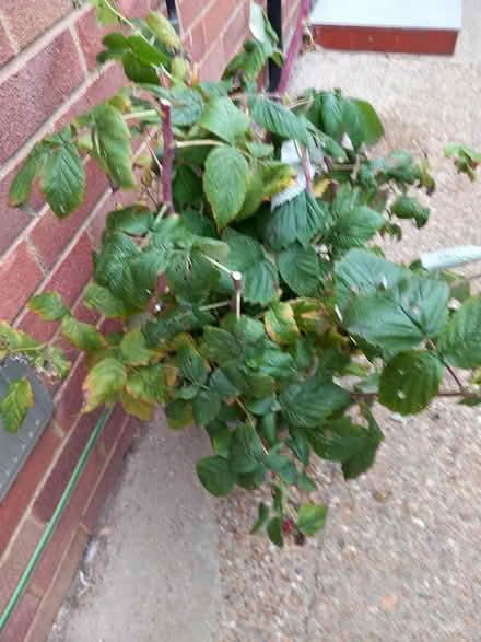 Photo of free Autumn Fruiting Raspberry Canes (Felixstowe) #1