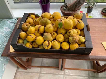 Photo of free Quinces (Melksham Without SN12) #1