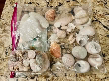 Photo of free Decorative seashells (Severn) #1