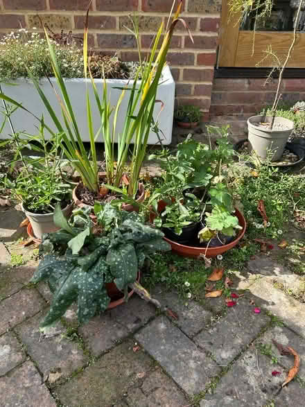 Photo of free Geranium, Iris, Verbena, Alchemilla and Pulmanaria (The Folders Lane Estate RH15) #1