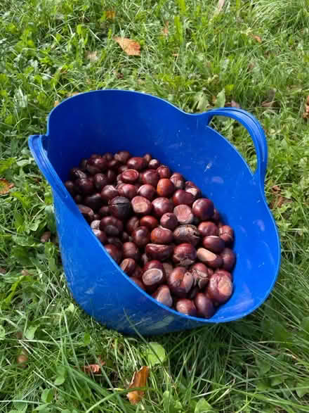 Photo of free Conkers (Sidlow RH2) #1