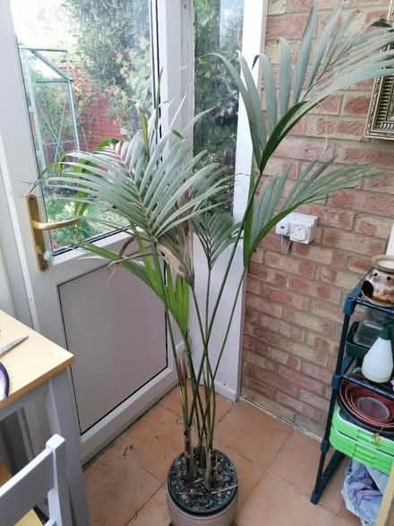 Photo of free House plant (Littleport CB6) #1