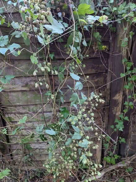 Photo of free Hops (Stoke Poges SL2) #1