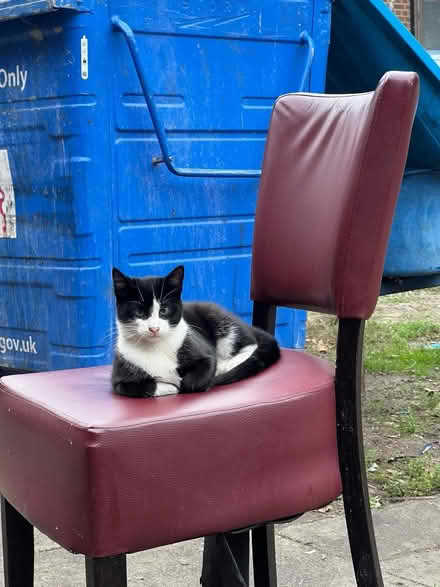 Photo of cat trap catch and release (SE16) #2