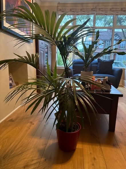 Photo of free Palm plant to go (red pot included) (Sale Moor M33) #1