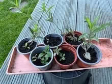 Photo of free Verbena bonariensis seedlings (Caldecott OX14) #1
