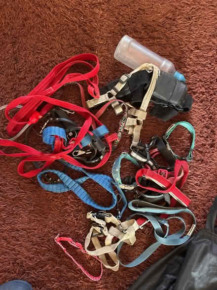 Photo of free Dog items: collars, harness and leads (Parkhead S11) #1