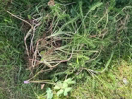 Photo of free Pink yarrow plants (Meadowvale, Mississauga) #1