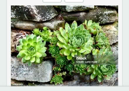 Photo of free Succulents (Odenton) #1