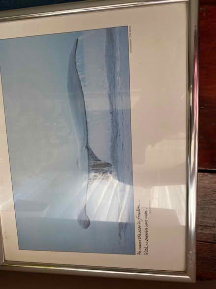 Photo of free Lovely photo of a whale (Whitton LD7) #1