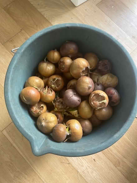Photo of free Medlars (Palmers Green N13) #1
