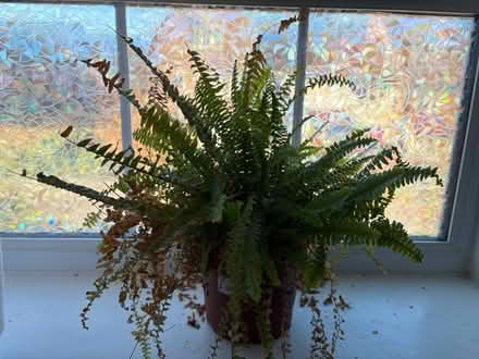 Photo of free Lovely Fern real plant (Chineham RG24) #1