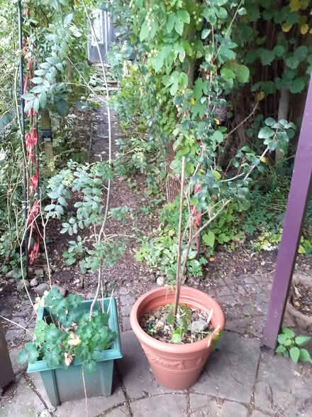 Photo of free Goat willow sapling + ash sapling + pots (Welshampton SY12) #1