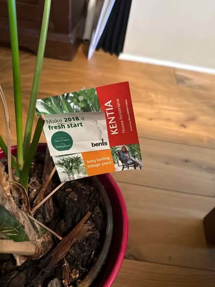 Photo of free Palm plant to go (red pot included) (Sale Moor M33) #2