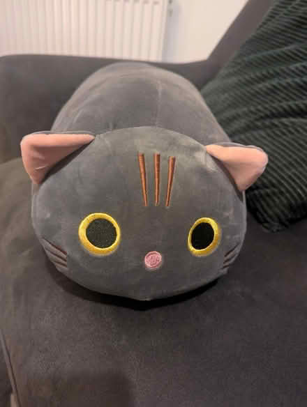 Photo of free Cuddly cat (Ingol PR2) #1