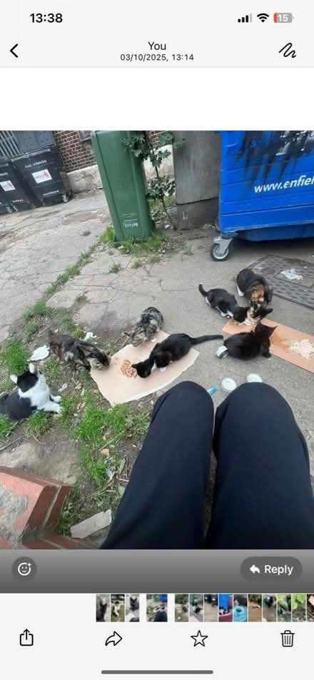 Photo of cat trap catch and release (SE16) #1