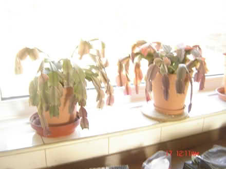 Photo of free Cacti (Tunley BA2) #1
