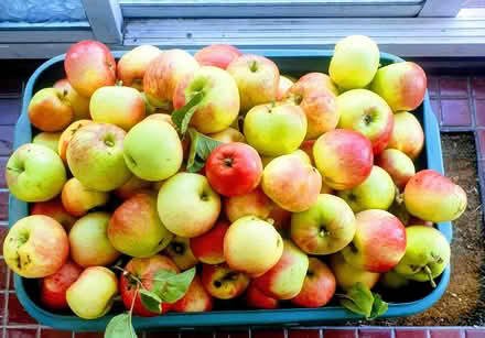 Photo of free 🍎 Apples (Highfield HP2) #1