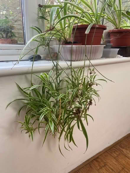 Photo of free Baby spider plants (St Just TR19) #1