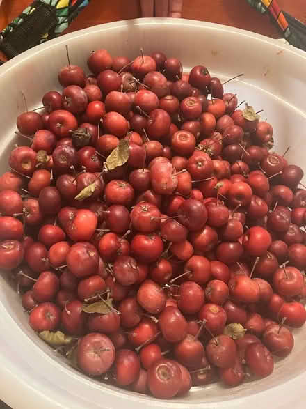 Photo of free Crabapples SW9 Oval (SW9 Oval) #1