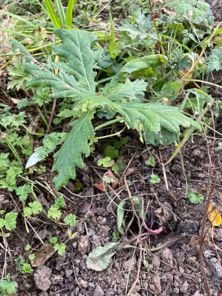 Photo of free Young birch and oak saplings (Haddington EH41) #1