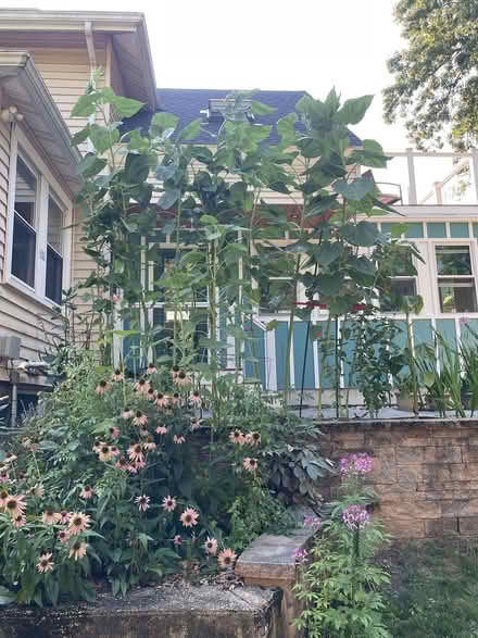 Photo of free Mammoth Sunflower seeds (Weymouth Landing) #3