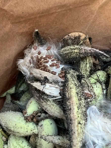 Photo of free Milkweed seeds and seed pods (Springfield) #2