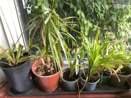 Photo of free Various houseplants (Wallands Park BN7) #1