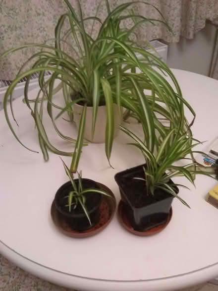 Photo of free indoor spider plants (Sonning Common RG4) #1