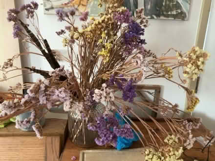 Photo of free Dried stasis (Wallands Park BN7) #1