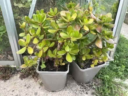 Photo of free Various houseplants (Wallands Park BN7) #2