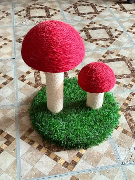 Photo of free Kitty Playtime (1711 Randall Avenue, Bronx) #2