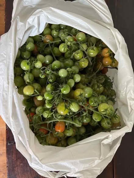 Photo of free Green tomatoes for Chutney, etc (Burgess Hill) #1