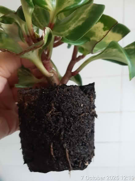 Photo of free Peperomia obtusifolia variegata (Edgwarebury Lane) #2