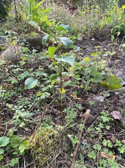 Photo of free Young birch and oak saplings (Haddington EH41) #2