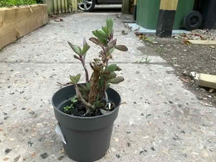 Photo of free Various houseplants (Wallands Park BN7) #3