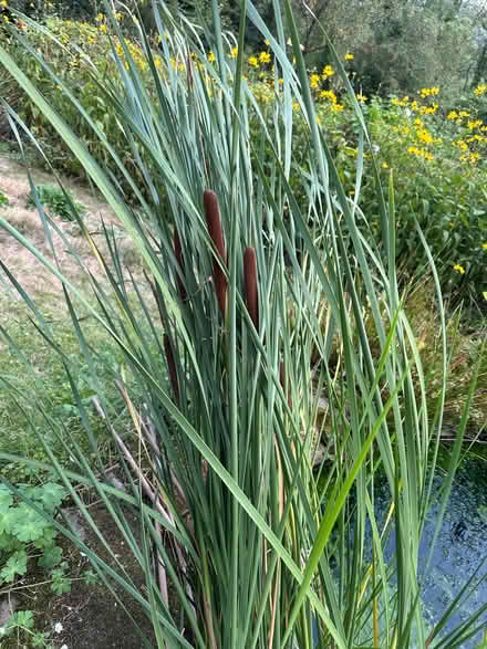 Photo of free Bullrushes (Nash LD8) #1