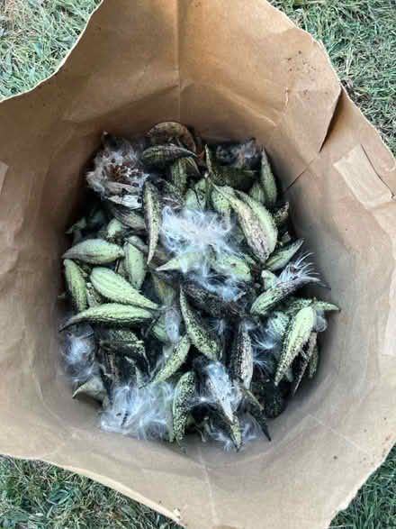 Photo of free Milkweed seeds and seed pods (Springfield) #1