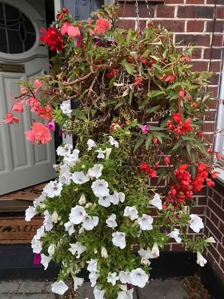 Photo of free 2 large hanging baskets (West Ewell Epsom KT19) #2