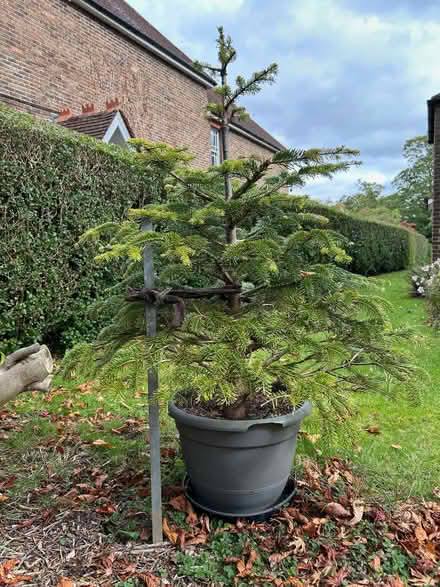 Photo of free Nordman Fir (The Folders Lane Estate RH15) #1