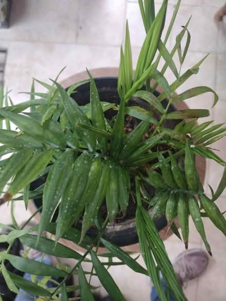 Photo of free Indoor plant (Norwich NR7) #1