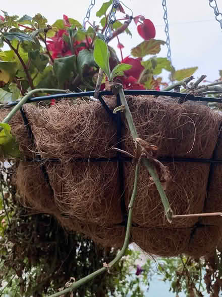 Photo of free 2 large hanging baskets (West Ewell Epsom KT19) #3