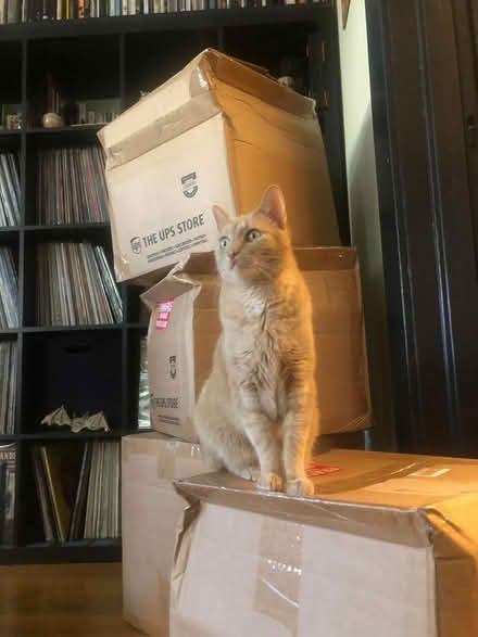 Photo of free 4 16" shipping boxes (Capitol Hill) #1