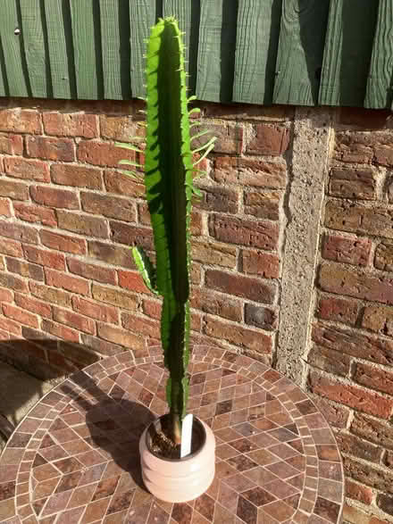 Photo of free cactus plant (Orpington BR6) #1