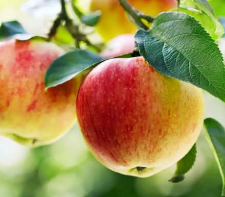 Photo of Apples or fruit from gardens (Hove) #1