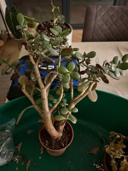 Photo of free Succulent house plant (North Tonbridge TN10) #1