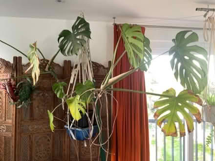 Photo of free Very large cheese plant / monstera (Wallands Park BN7) #1